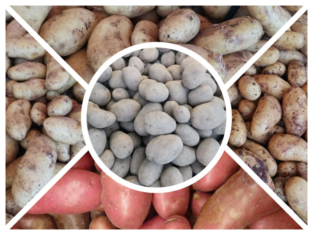 Al mondo esistono cinquemila specie di patate. Immaginate quante sono le ricette con patate!
