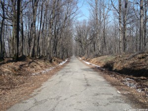 Strada nel bosco