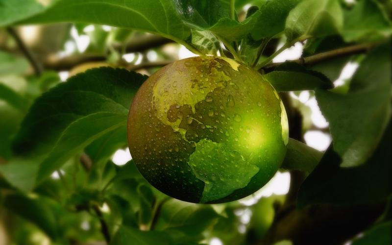 Una mela che vale un mondo di sostenibilità