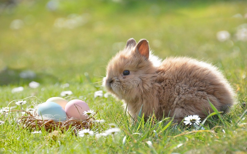 In questa foto si vede il coniglietto pasquale con le uova di pasqua colorate