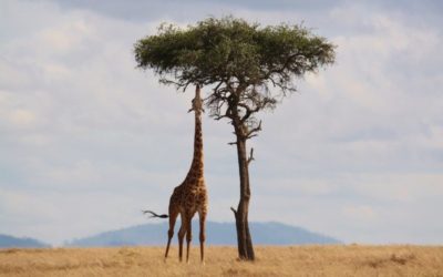 Il collo lungo delle giraffe, da Noè alla scienza moderna